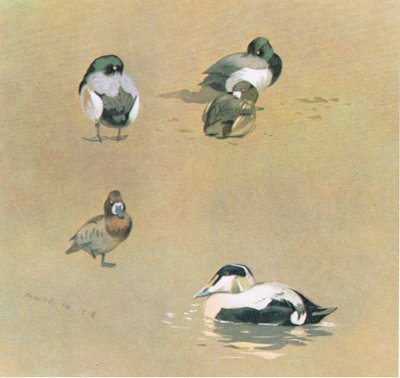 Wigeon, Scaup and Eider Duck by Archibald Thorburn